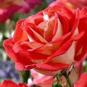 Meet your Posher, Bibi